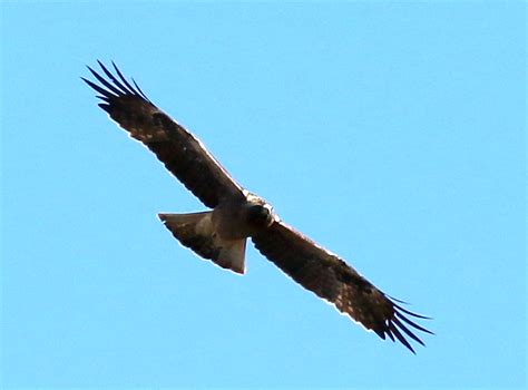 booted eagle birdlife ethekwini kzn