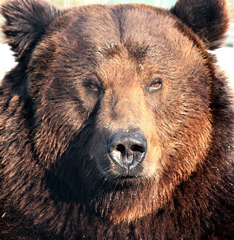 grizzly bear portrait  stock photo public domain pictures