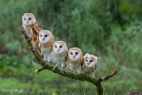 family  barn owls  photo  flickriver