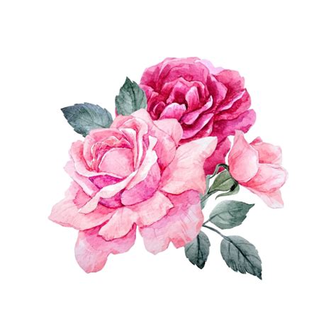 Watercolor Pink Rose Png Png Image Collection