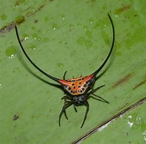 Afbeeldingsresultaten voor "dorataspis Macracantha". Grootte: 208 x 206. Bron: www.flickriver.com