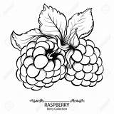 Raspberry Vector Illustration Berry Drawing Drawn Hand Blackberry Fruit Ink Stock Getdrawings Depositphotos sketch template