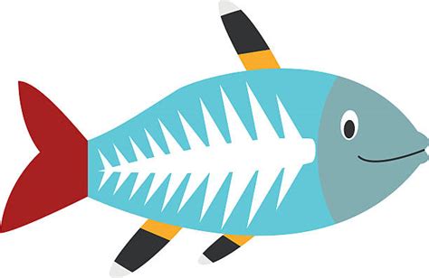 royalty  xray fish clip art vector images illustrations istock