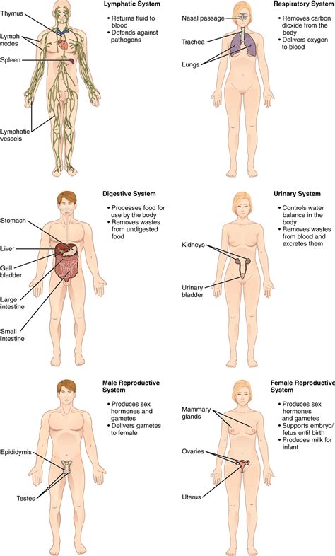 Structural Organization Of The Human Body Anatomy And Physiology I