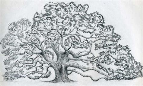tree drawing  drawing