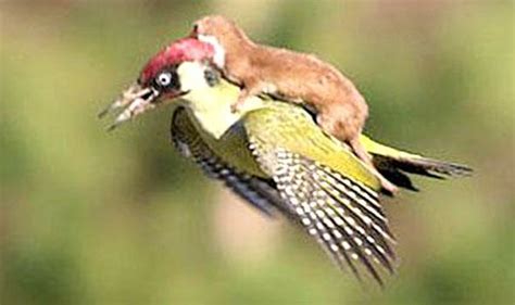 weasel rides on the back of a woodpecker in astonishing image nature