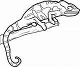 Lizard Chameleon Kameleon Lizards Kolorowanki Bestcoloringpagesforkids Horned Dla Clipartmag Bukaninfo Borop Toad Wydruku Coloringbay sketch template