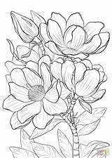 Coloring Magnolia Pages Campbells Printable Drawing Magnolias Nature sketch template