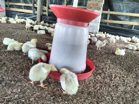 poultry equipments  accessories ll chickens farming equipments