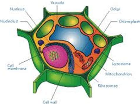 science  maths plant cell diagram