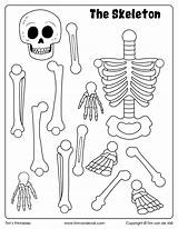 Skeletal Craft Skeletons Kindergarten Esqueleto Bone Timvandevall Drawings Armar Huesos Squelette Pantin Esqueletos Gain sketch template