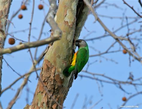 parrot encyclopedia senegal parrot world parrot trust