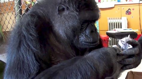 koko the gorilla dead at 46