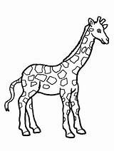 Giraffe Coloring Pages Baby Drawing Cute Realistic Printable Adults Face Line Kids Getcolorings Giraffes Print Getdrawings Color Colorings Paintingvalley sketch template