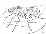 Coloring Gnat Pages Window Printable sketch template