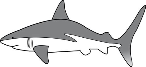 simple shark drawing    clipartmag
