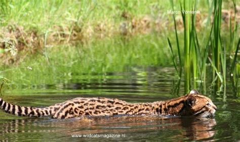 ocelot leopardus pardalis wild cats magazine