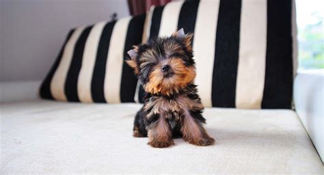 teacup yorkie  guide   worlds smallest dog
