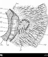 Afbeeldingsresultaten voor Tubulanus capistratus. Grootte: 154 x 185. Bron: www.alamy.com