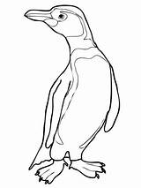 Penguin Coloring Adelie Baby Kids Getdrawings Drawing Penguins sketch template