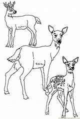 Deer Coloring Pages Tailed Template Color Print Printable Whitetail Family Animal Animals Kids Head Mule Templates Stag Sheets Getcolorings Gif sketch template
