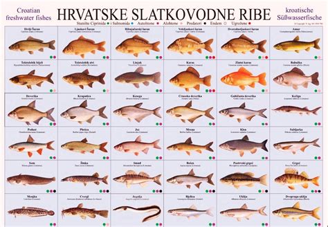plovkarenje ribolov vrste bih  hrvatskih slatkovodnih riba