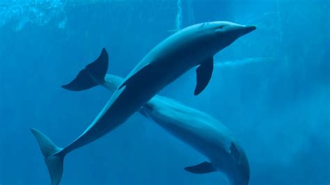 Scientists Record An Extremely Intimate Look At How Dolphins Get It On