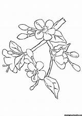 Blossoms Tree Bunga Mewarnai Kirsche Momjunction Putih Ide Penting Indah Menawan Getdrawings Malvorlagen sketch template