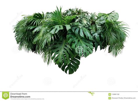 tropical leaves foliage plant jungle bush floral arrangement nat stock