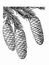 Pine Cone sketch template