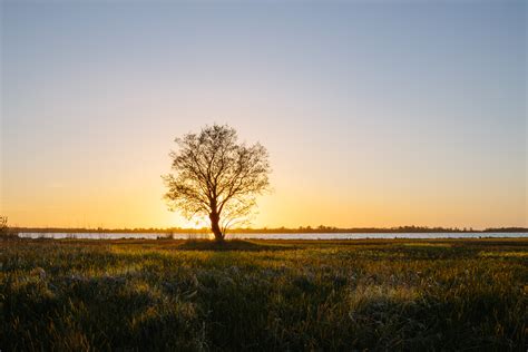 boom bij zonsondergang wilko visscher fotografie