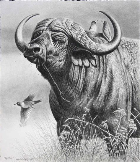 draw realistic animals  beginners proapp site