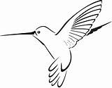 Hummingbird Outline Drawing Bird Humming Clipartmag sketch template