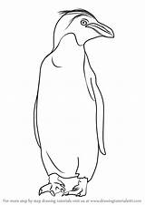 Penguin Macaroni Draw Step Drawing Drawingtutorials101 Animals Tutorials Previous Next sketch template