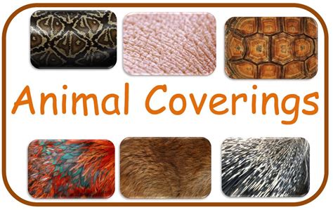 animal coverings   austin