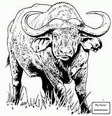 Buffalo Coloring African Pages Printable Cape Water Drawing Animal Drawings Kids Supercoloring Colouring Color Print Template Getdrawings Printables Crafts Books sketch template