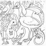 Coloring Pages Animals Rainforest Australian Amazon Australia Printable Forest Kids Animal Drawing Colour Colouring Color Jungle Sheets Books Activity Keys sketch template