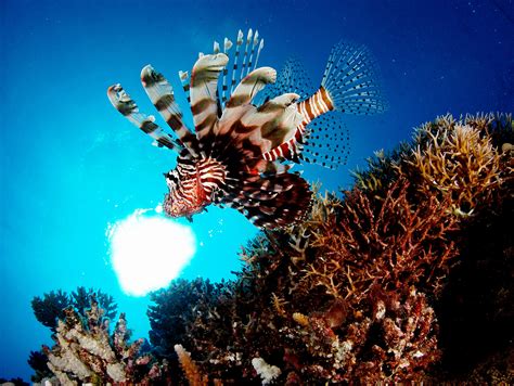 top  worst invasive species scuba diver life