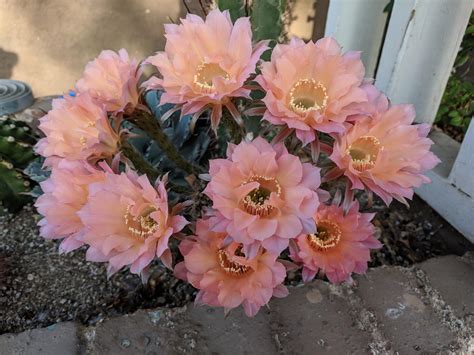 flowers bloomed overnight rcactus