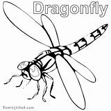 Dragonfly Coloring Getcolorings Pages Color sketch template