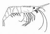 Shrimp Coloring Northern sketch template