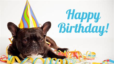 happy birthday images  french bulldog  happy bday pictures