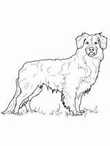 Coloring Pages Shepherd Australian Dog Newfoundland Colouring Duck Printable Scotia Nova Tolling Retriever Drawing Color Dogs Silhouette Favorite Crafts Getdrawings sketch template