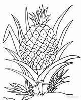 Pineapple Coloring Pages Plant Clipart Drawing Cartoon Printable Kids Fruits Line Cool2bkids Fruit Color Pineapples Ananas Print Clipground Getdrawings Cute sketch template