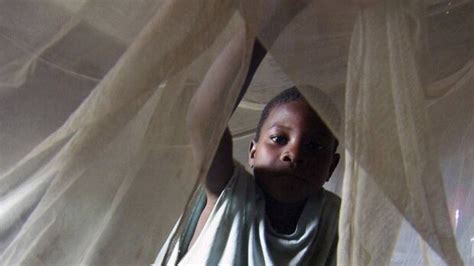 anti malaria campaign cuts deaths   cbc news