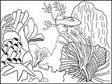 Coral Coloring Pages Reefs Printable Reef Drawing Drawings sketch template
