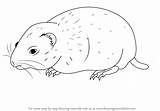 Lemming Arctic Drawingtutorials101 Animal sketch template