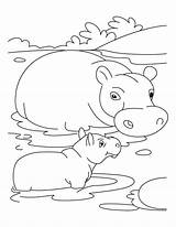 Hippo Coloring Baby Swamp Pages Mother Drawing Cartoon Animals Animal Kids Template Drawings Choose Board 09kb 776px sketch template