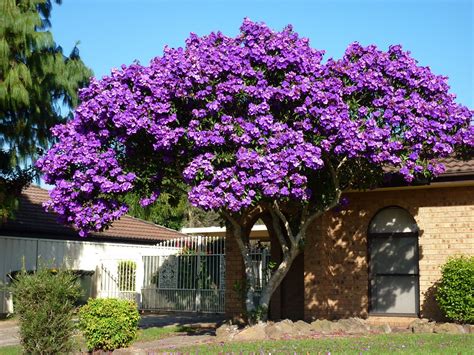 photo purple flowering tree backyard floweringtree springflowers   jooinn