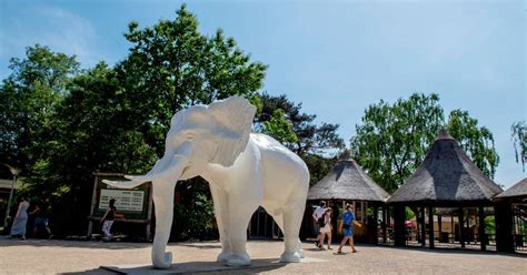 de hoogtepunten uit het  jarig bestaan van safaripark beekse bergen brabant ednl